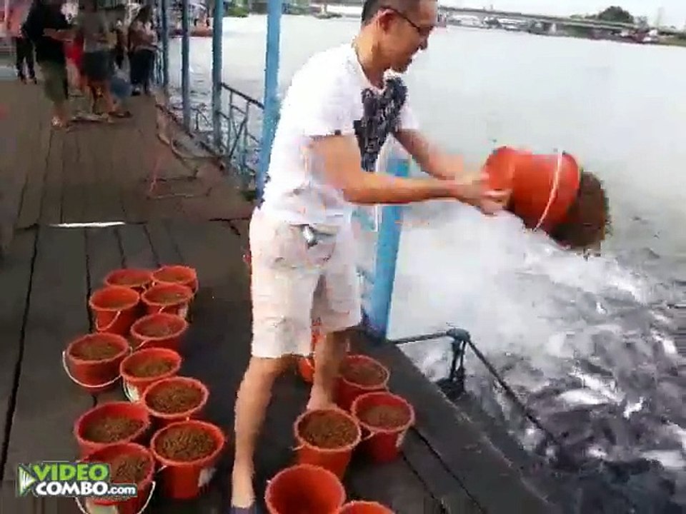 L'heure du repas pour ces milliers de poissons... Impressionnant