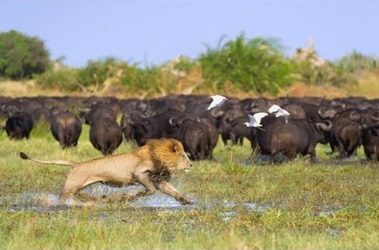 1 Strong male Lion threatens 100 Buffalo - Fearless male Lion