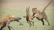 Unbelievable Hyena Save Impala From Cheetah - Cheetah Hunting Zebra Fail