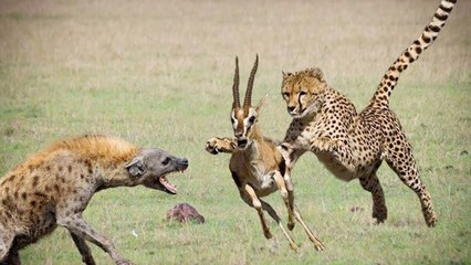 Unbelievable Hyena Save Impala From Cheetah - Cheetah Hunting Zebra Fail