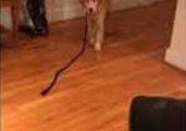 Golden Retriever Pup Doesn't Like to Be Followed by Leash