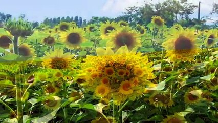 Sunflower - a genus of plants