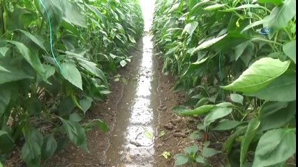 Muğla'da Narenciye Bahçesi ve Seralar Sular Altında Kaldı