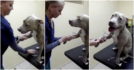 Provavelmente o cão mais tranquilo durante uma visita ao veterinário