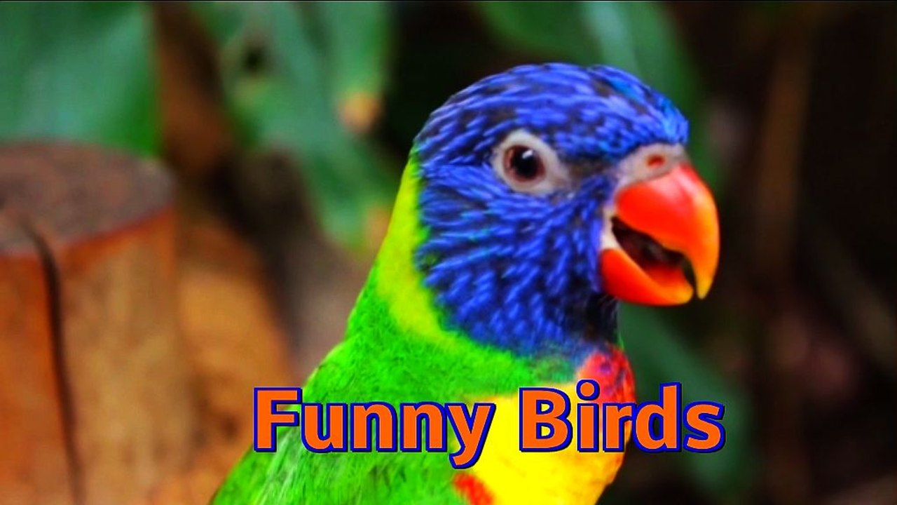 Funny Birds ★ Playlist Natascha
