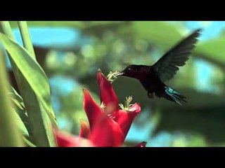 The Beauty of the Nature - Nature Video
