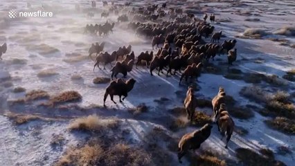Hundreds of camels run on snow-covered Gobi Desert