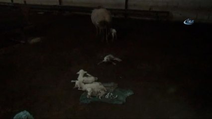 Antalya'da Beşiz Kuzu Şaşkınlığı