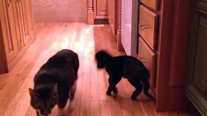 Baby Goat Tries to Headbutt Cat