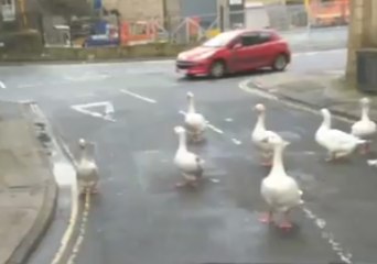 West Yorkshire Police Outmaneuvered as They Go After Gaggle of Geese