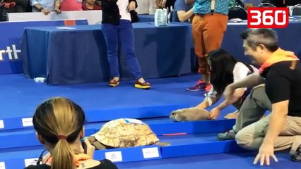 Gara në jetën reale ndërmjet breshkës dhe lepurit, shikoni kush del fitimtar (360video)