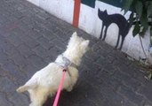 Dog Confuses Painting of Cat on Wall for Real Life