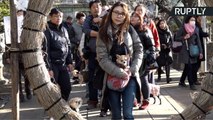 Japanese Visit Shinto Shrine for Blessings to Protect Their Pooch for Year of the Dog