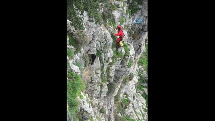 Dağda mahsur kalan keçiler için seferber oldular
