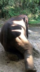 Itching Elephant