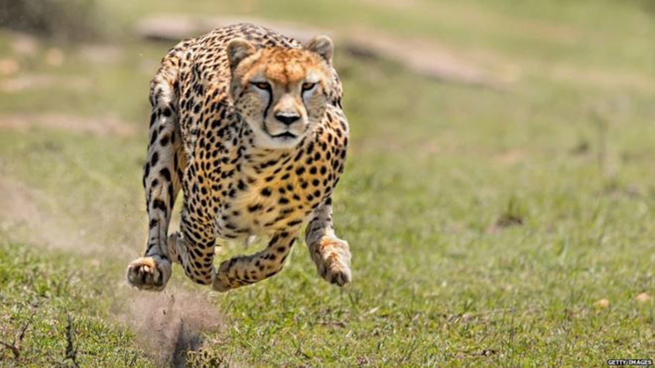 Animal planet - The Cheetah