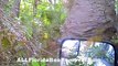 Un nid de guêpe de 5m de haut trouvé en Floride... Impressionnant