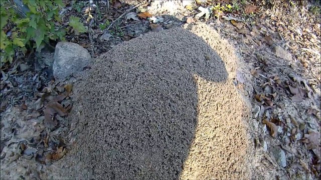 Ce biker tombe sur une fourmilière géante et met un coup de baton dedans