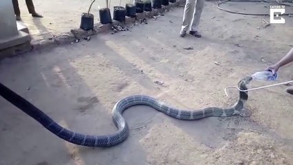 Télécharger la video: Ce cobra assoiffé vient boire à la bouteille... Incroyable!