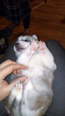 little husky, antistress )) part 1