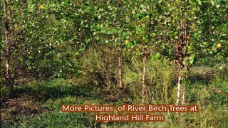 Betula  Nigra        River Birch Trees        Great  For Beginners