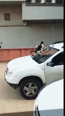 Arabanın Ön Camına Pisleyen Kediyi Gören Araba Sahibinin Tepkisi