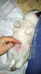 patting a little puppy husky