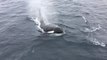 Breaching Killer Whales Delight Whale-Watching Tour in California