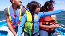 Dar besos y acariciar a las ballenas: el espectáculo que puedes presenciar en México