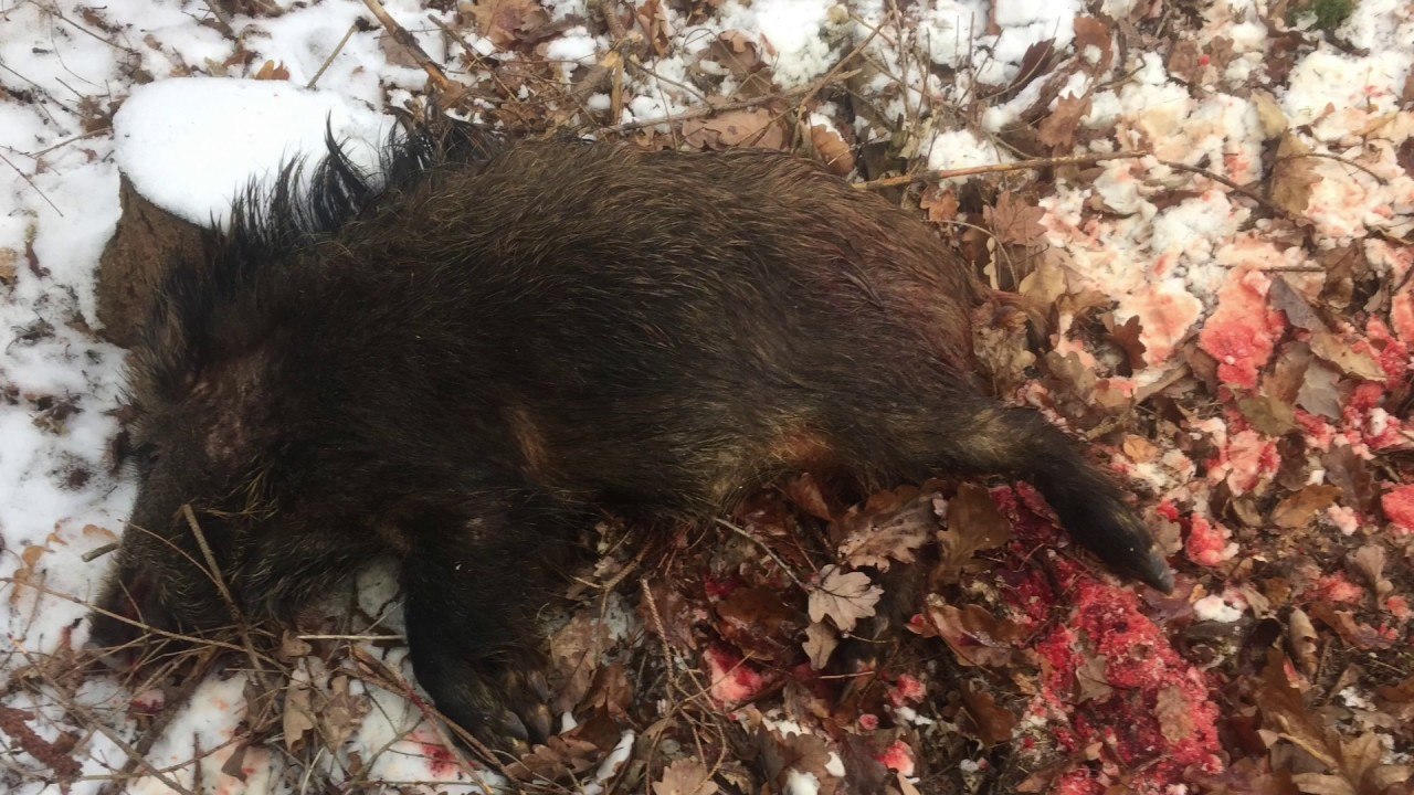 schwarzwild-jagd-2017