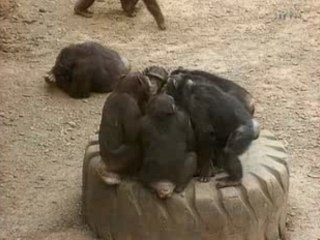 CONSCIENCE ANIMALE 4