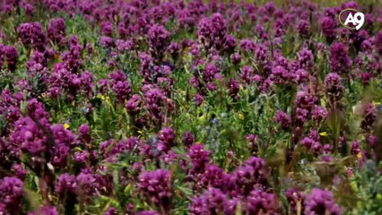 Bitki dünyasında ortak yaşam