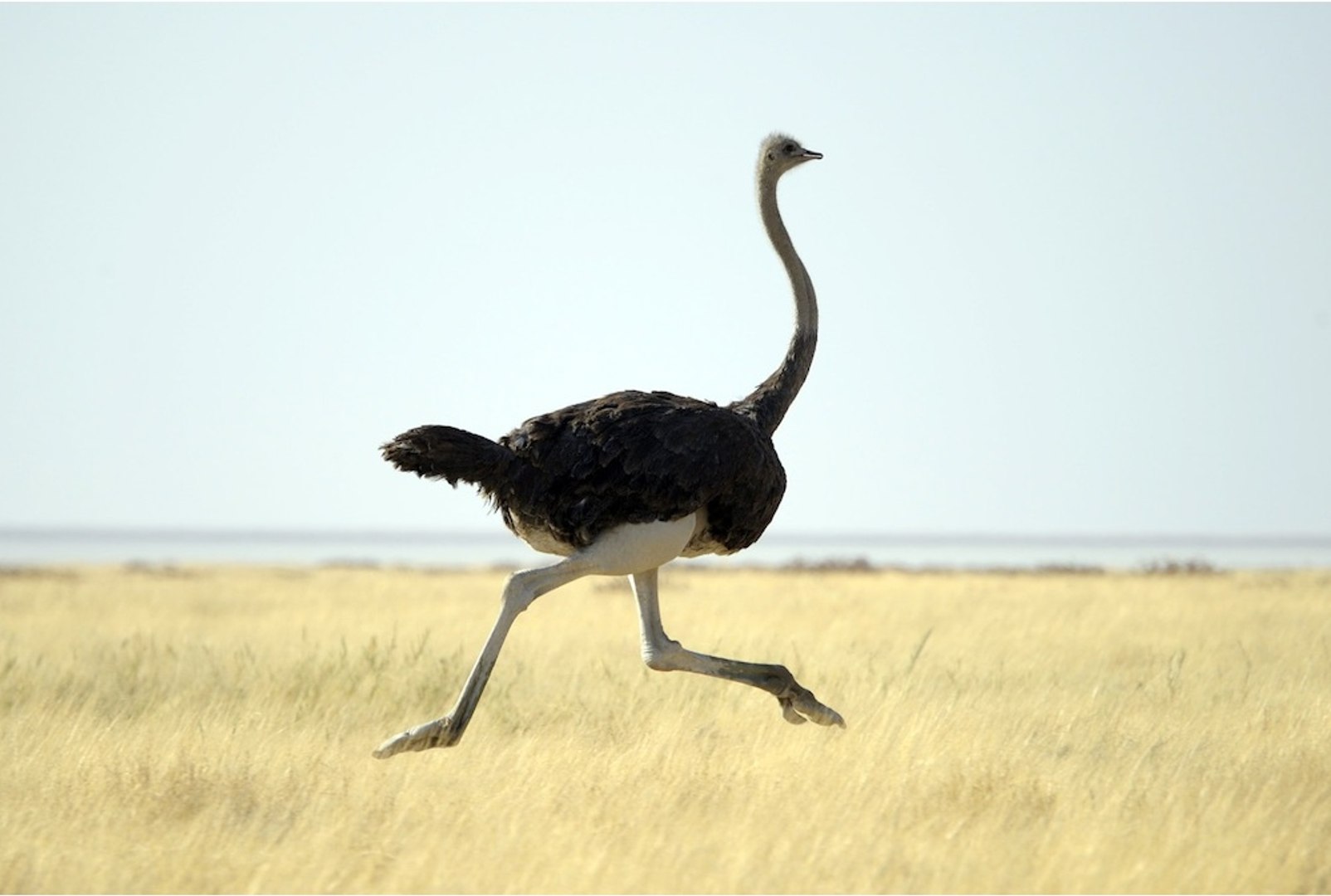 ⁣Bird Voices for Kids / Ostrich Sounds Effects