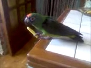 Mon perroquet mange des frites!!!