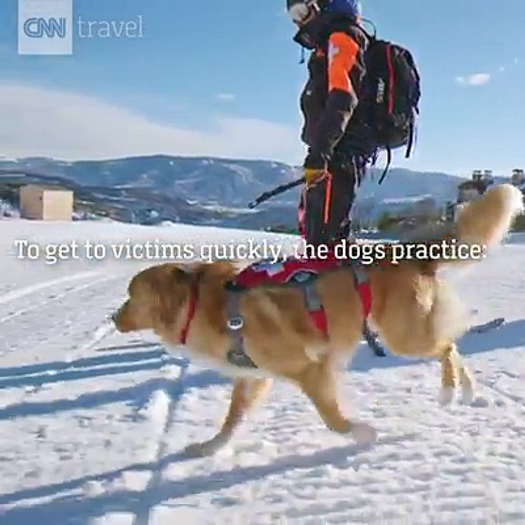 ⁣Pet Camp - Dog Training