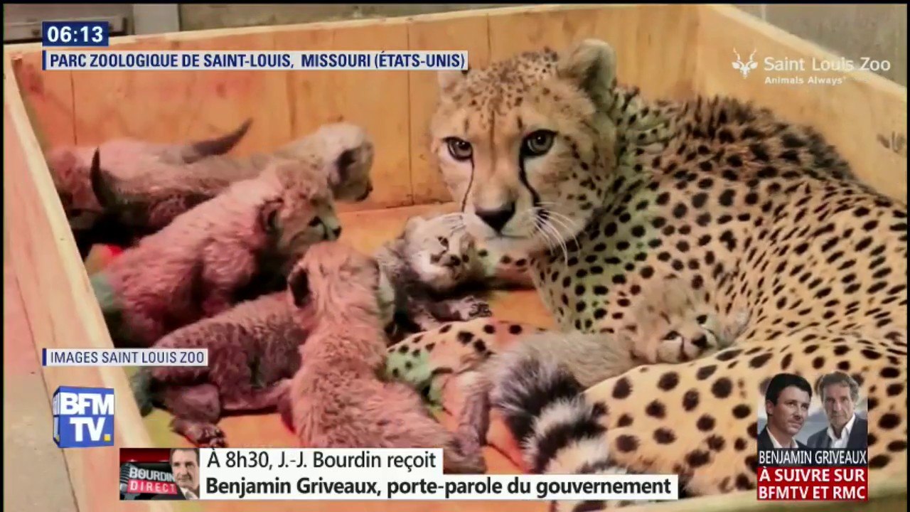 Naissance de huit bébés guépards dans un zoo, une première