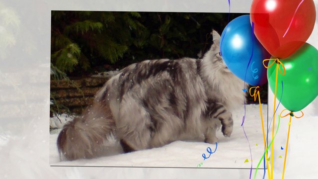 Maine Coon cats - They are one of the big cats in the world