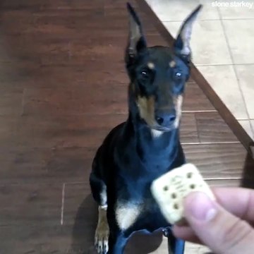 Ce chien est vraiment bien dressé... Tellement intelligent