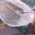 Ce poisson a été pris dans les glaces au pire moment... Incroyable