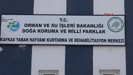 Kars-Vaşak, Puhu Kuşu ve Kara Akbaba Tedavi Altına Alındı