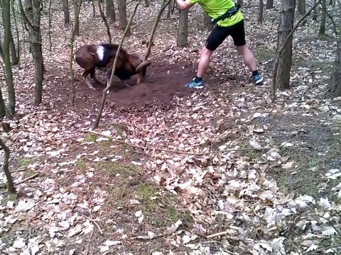 Il sauve un bélier accroché à une branche