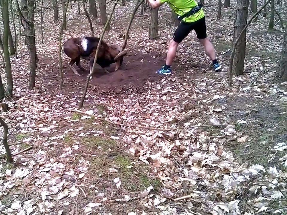Il sauve un bélier accroché à une branche