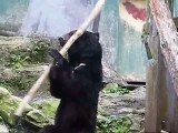 Kung Fu Bear