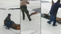 Sauvetage d'un élan pris dans la glace