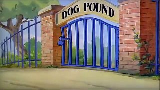 Tom And Jerry English Episodes - Puttin’ on the Dog  - Cartoons For Kids