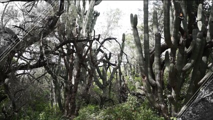These Cacti Make Mexico's Desert Extraordinary