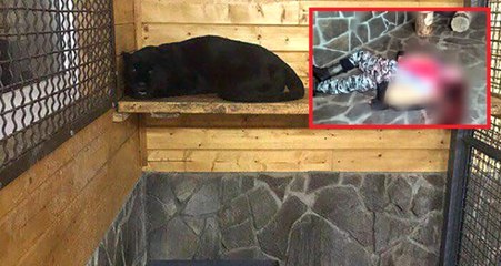 Sarhoş Adam Hayvanat Bahçesinde Panterin Kafesine Girdi, Feci Şekilde Can Verdi