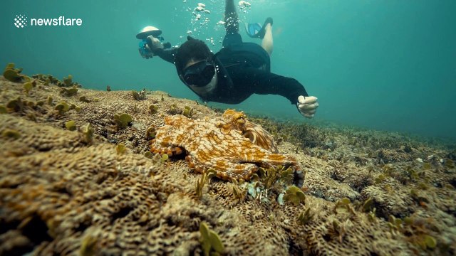 Florida diver gets inked by octopus