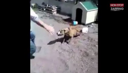 Un homme provoque un pitbull attaché lorsque sa laisse lâche soudainement (Vidéo)
