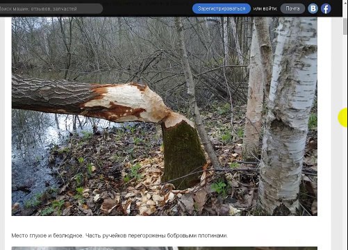 Поехали за грибами, а нашли следы мощнейшего оружия.